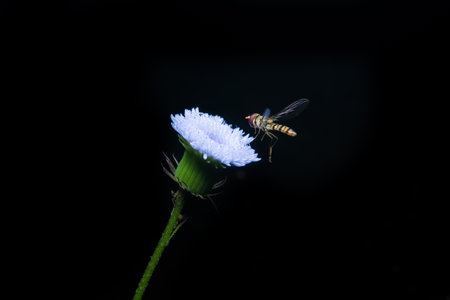 bee with white flower on the black backgroundの写真素材