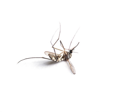 mosquito isolated on white background.の写真素材