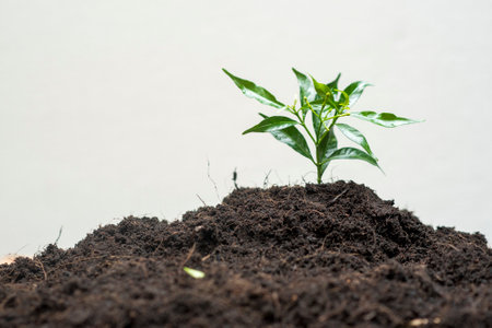 Human hand planting a tree on white background, Save earth conceptの写真素材