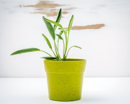 Fresh sage potted on white shabby wooden background. Sage planted in pots with copy space.の写真素材