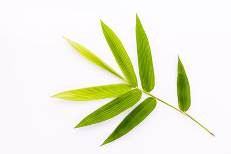 Fresh bamboo leaves border with water drop isolated on white background, botanical zen forest, tropical spa decoration, backdrop with copy space.の写真素材