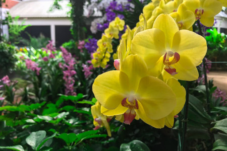 Yellow orchid flower in garden at winter Phalaenopsis orchid.の写真素材