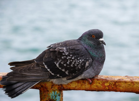 Portrait of a pigeon against the water surface.の写真素材