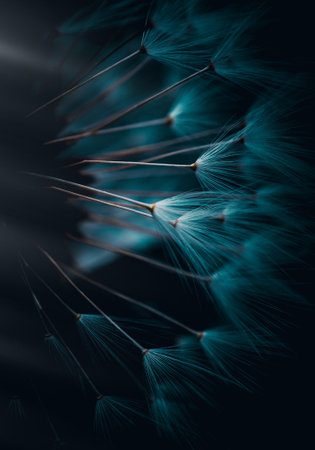 dandelion flower background