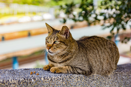 portrait of a beautiful cat in sunny day