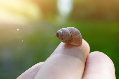 little snail in the nature