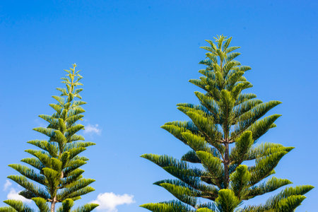 pinus and blue skyの写真素材