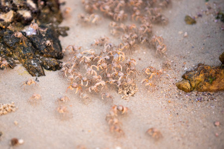 Crabs on beachの写真素材