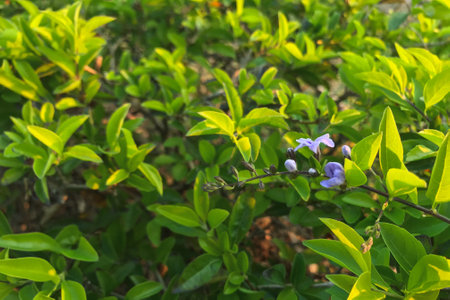 young shoots of a green tree, close-up. Natural spring background of green leaves. Young branches of...