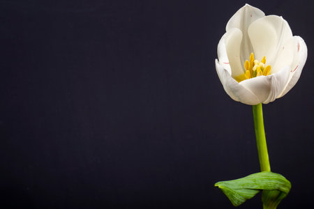 side view of white color tulip flower isolated on black background with copy spaceの写真素材