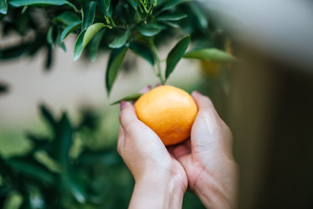 Bunch of ripe oranges hanging on a orange treeの写真素材