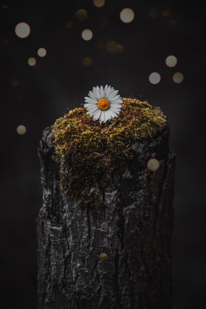 white daisy flower in spring season