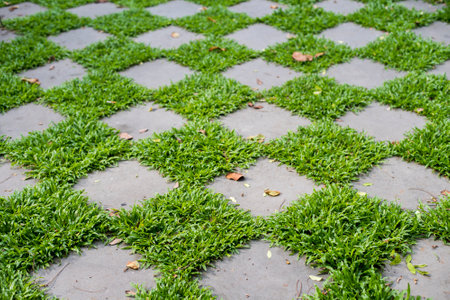 green floor in backyardの写真素材