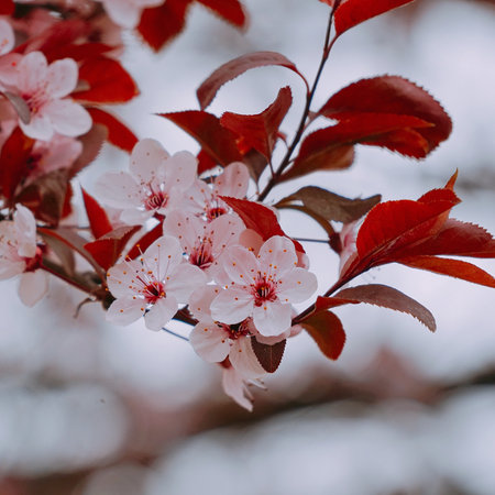 pink flower plant in nature in the spring seasonの写真素材