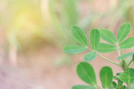 Growing peanuts on a plantation outdoor.の写真素材