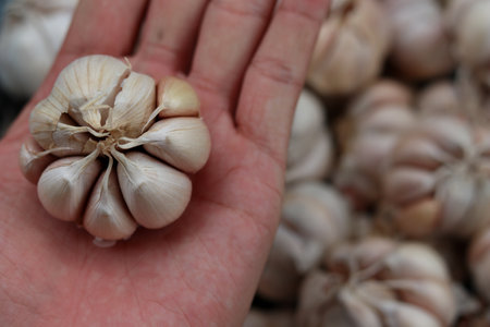 Hand holding garlic close upの写真素材