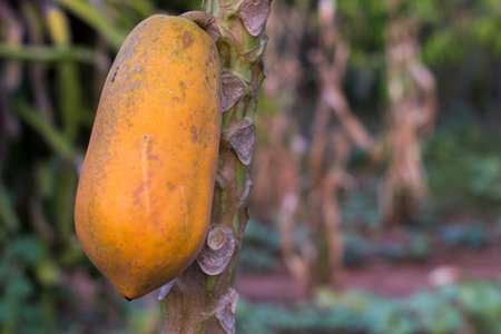 Close up of ripe papaya on nature background. Yellow papaya fruit on the tree.の写真素材