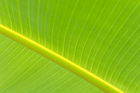 Fresh green banana leaves for background.の写真素材