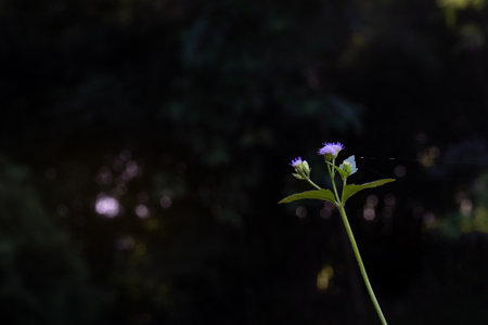 Cluster of light purple flowers or grass flower close up with nature blur background.