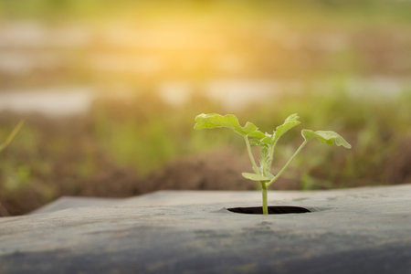 Small watermelon tree growing in garden. Small plants growing and background blurred.の写真素材