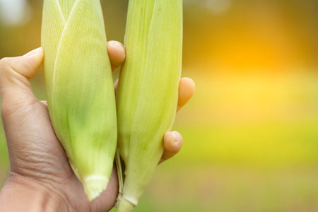 Men hand holding corn with corn garden background.の写真素材