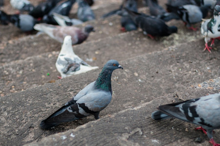 Pigeons waiting food at public park street,Thailandの写真素材