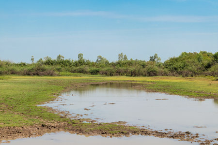 River in the drought with green tree. Landscape river in the drought.