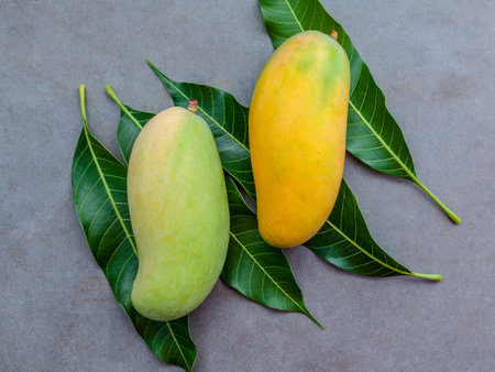 Fresh organic traditional thai mangoes high vitamins and minerals set up on dark stone background.の写真素材