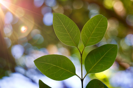 green tree leaves in the nature in spring season green backgroundの写真素材