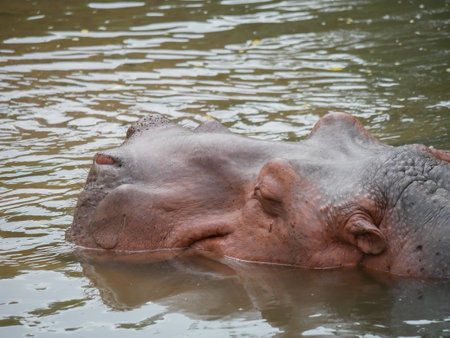 Hippopotamuses in water.の写真素材