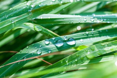 Beautiful green lemongrass leaf background with water drop...
