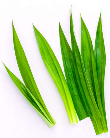 Pandan leaves 's herbal ingredient for dessert ,tea and aromatherapy. Sweet and earthy aroma .の写真素材