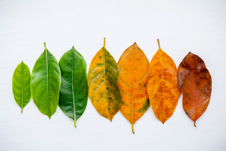 Leaves of different age of jack fruit tree on white background. Ageing and seasonal concept colorful leaves with flat lay and copy space.の写真素材
