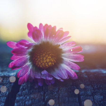 white and pink daisy flower in the spring seasonの写真素材