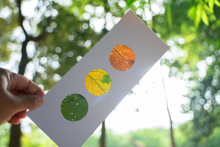 art of leaf setting in paper frame, concept of nature environmental education with tropical leaf in...