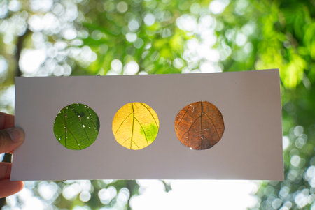 art of leaf setting in paper frame, concept of nature environmental education with tropical leaf in...