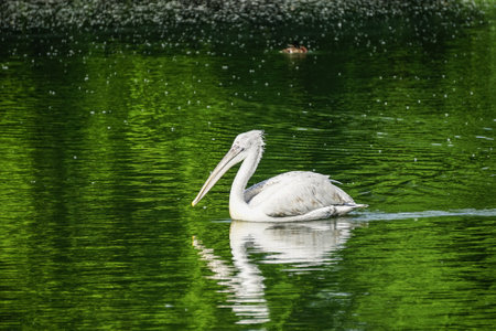 white Pelican floating on the green water surfaceの写真素材