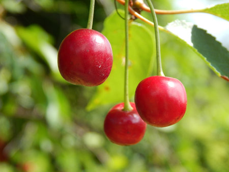 Fruits and vegetables eating in the gardenの写真素材