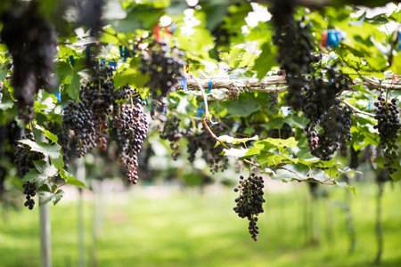 Grape harvest farmの写真素材