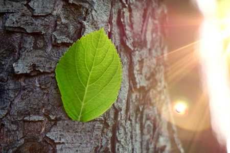 green tree leaf in the nature in spring season