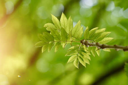green tree leaves in the nature in spring seasonの写真素材