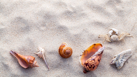 Sea shells,starfish and crab on beach sand for summer and beach concept. Studio shot beach...