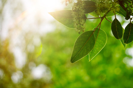 green tree leaves in the nature in spring season green background