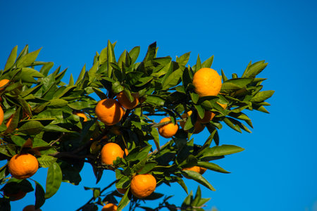 The branches of a tangerine tree with a large orange fruit and green leaves on background of blue skyの写真素材