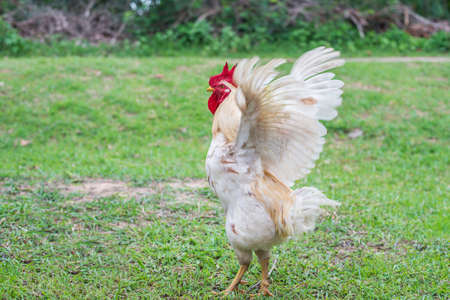 White hen walking in nature farm.