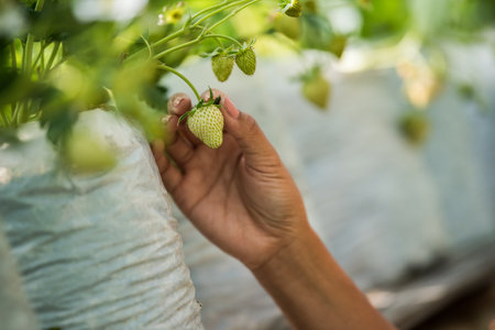 Beautiful farmer woman checking strawberryの写真素材