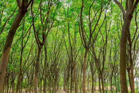 rubber treesの写真素材