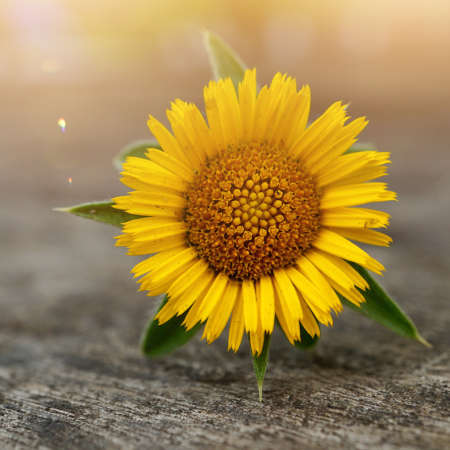 beautiful yellow flower in spring season
