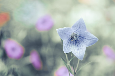 large purple Bluebell flower on blurred green background with bright spots of pink colorの写真素材