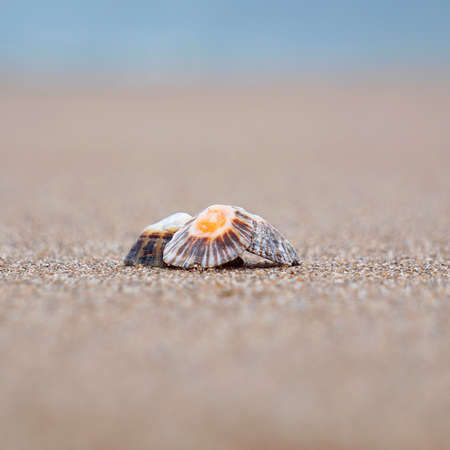 shells in the sand